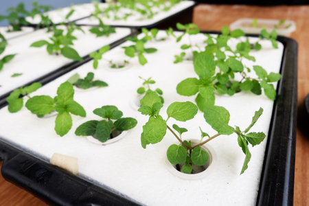 Hydroponic vegetable growing with foam sheetsの写真素材