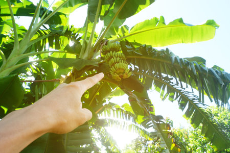 A man's hand points to a bunch of bananas.の写真素材