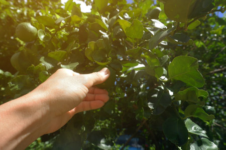 A man's hand is plucking lemons from a tree.の写真素材