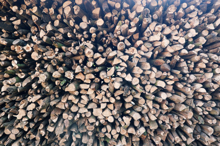 Cross-section background of a large number of firewood piles.の写真素材