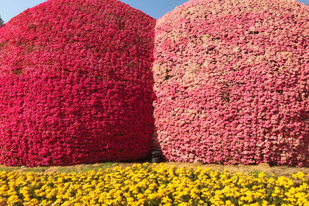 A flower archway decorated in the shape of a caterpillar at a flower festival.の写真素材