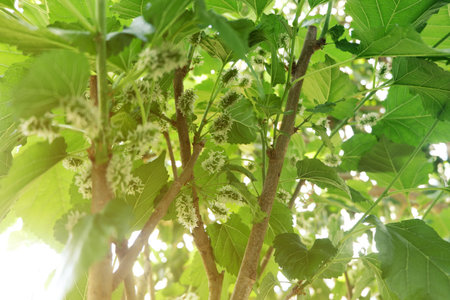 Mulberry fruits are growing before they ripen.