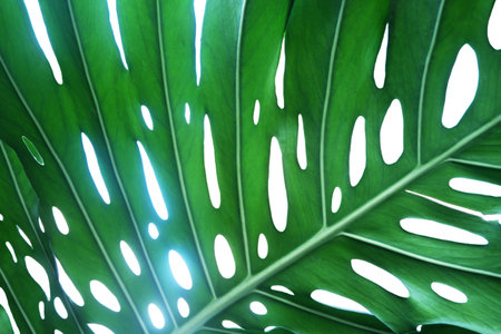 Monstera leaf background pattern on white backgroundの写真素材