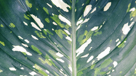Texture background of variegated leaves with both green and white colors.の写真素材