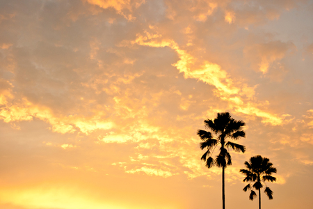 Beautiful sunset with two palm trees silhouetteの写真素材