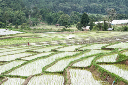 Beautiful green rice field terrace at Mae Klang Luang, Inthanon national park, Chiangmai, Thailandのeditorial素材