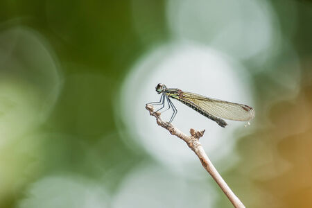 Dragonfly resting on a twig with bokeh background in shallow depth of field.