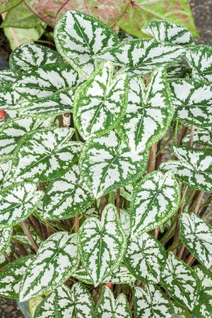 Closeup of caladium leaf (queen of the leafy plant)の写真素材