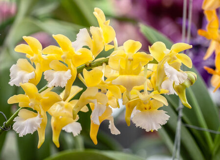 Closeup beautiful bouquet of blossom yellow orchid flowerの写真素材