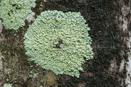 Closeup of green lichens on tree surface.の写真素材