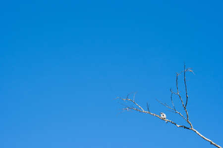 Bird on twigs with clear blue sky background.の写真素材