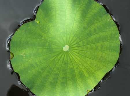 Closeup of Lotus leaf on water in top view shot.の写真素材