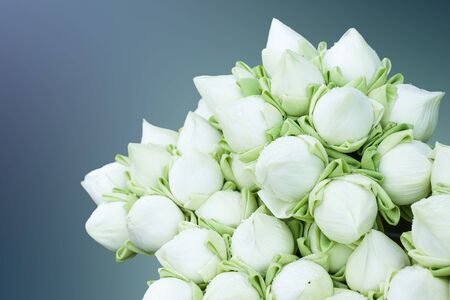 Closeup of white lotus flower with water drop on blur background. Shallow depth of field.の写真素材
