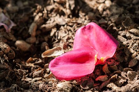 Red rose petals fall to the ground. Shallow depth of field.の写真素材