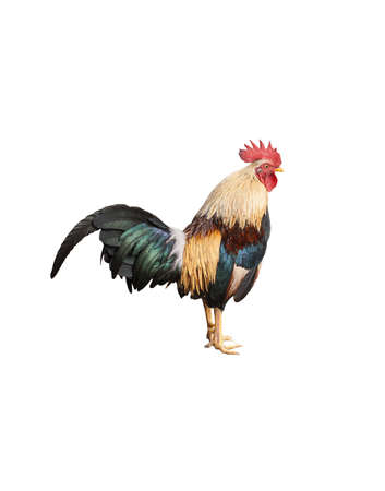 Beautiful strong rooster isolated on white background.の写真素材