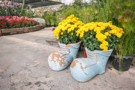 Blossom marigold in pots with boot shape decorated in the garden.の写真素材