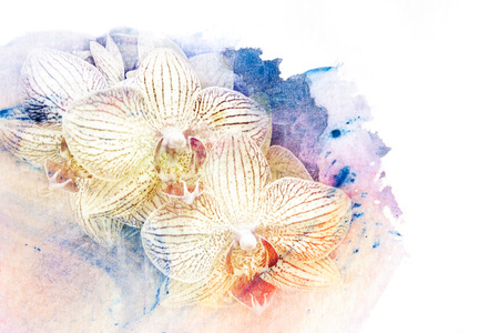 Abstract watercolor illustration of blossom phalaenopsis orchid. Watercolor painting on paper. Floral watercolor illustration.の写真素材