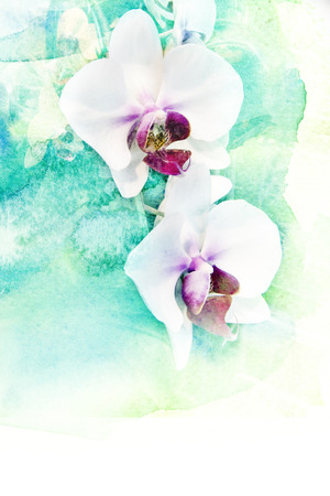 Abstract watercolor illustration of blossom phalaenopsis orchid. Watercolor painting on paper. Floral watercolor illustration.の写真素材