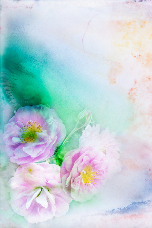 Abstract watercolor illustration of blossom rose. Floral watercolor illustration.の写真素材