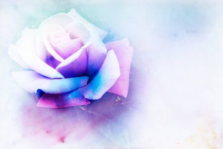 Abstract watercolor illustration of blossom rose. Floral watercolor illustration.の写真素材