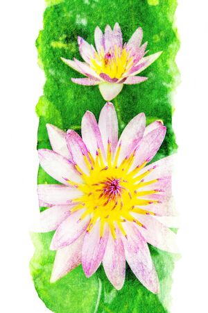 Abstract watercolor illustration of blossom lotus flower. Watercolor painting. Floral watercolor illustration.の写真素材