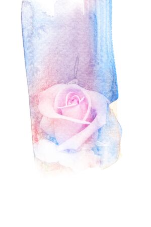 Abstract watercolor illustration of blossom rose. Watercolor painting. Floral watercolor illustration.の写真素材