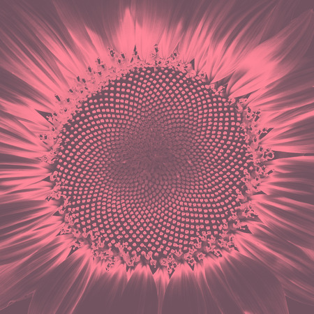 Abstract creative background from sunflower with filtered color, closeup shot.の写真素材