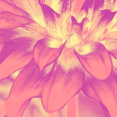 Closeup chrysanthemum flower abstract creative background with filtered color. Natural flora background.の写真素材