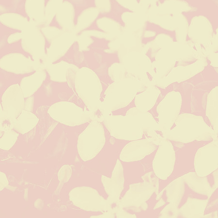 Closeup flower abstract creative background with filtered color. Natural flora background.の写真素材