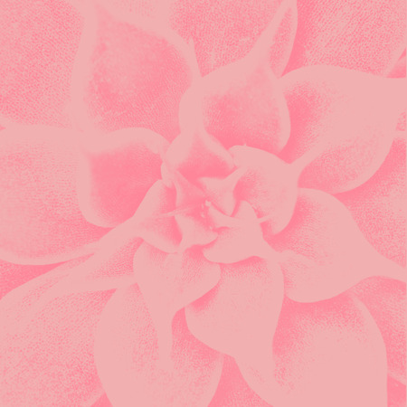 Closeup flower abstract creative background with filtered color. Natural flora background.の写真素材