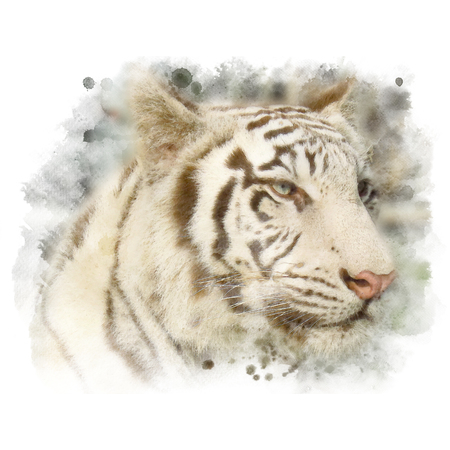 Closeup face of white bengal tiger. Watercolor painting (retouch).の写真素材