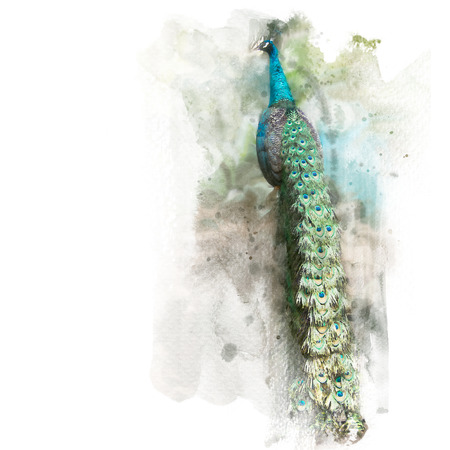 The beautiful green peafowl show its tail. Watercolor painting (retouch).の写真素材
