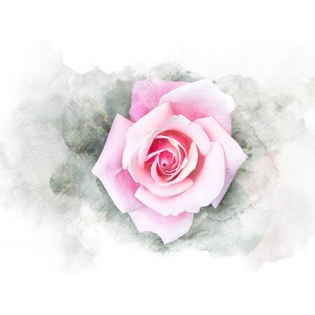 Beautiful blossom pink rose illustration. Watercolor painting (retouch).の写真素材
