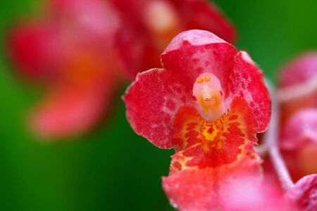 Orchid in Thailand.の写真素材