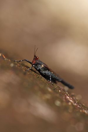 grasshopperの写真素材