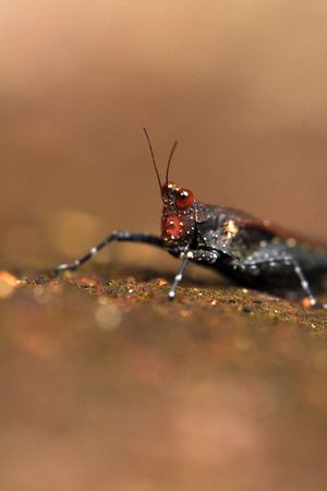 grasshopperの写真素材