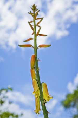 Aloe vera blossom in clear backgroundの写真素材