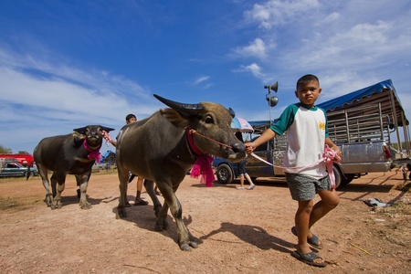 Rayong City, Thailand - 6 November 2011:  Buffalo following a boy to start running in buffalo racing festival, The buffalo racing festival is after the harvest period of every year.のeditorial素材