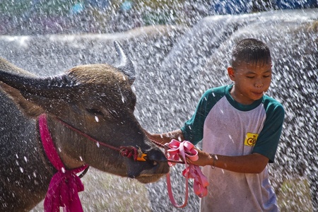 Rayong City, Thailand - 6 November 2011: The boy is showering his buffalo, a refresh preparing before the competition, The buffalo racing festival is after the harvest period of every year.のeditorial素材