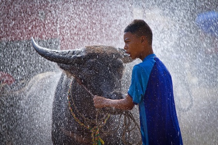 Rayong City, Thailand - 6 November 2011: The boy is showering his buffalo, a refresh preparing before the competition, The buffalo racing festival is after the harvest period of every year.のeditorial素材
