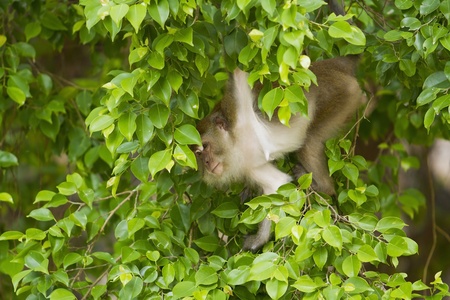 monkey waiting food from traveler on a green tree 