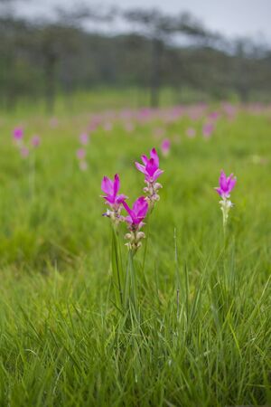 Siam tulip at Chaiyaphum Province, Thailand. の写真素材