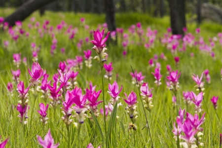 Siam tulip at Chaiyaphum Province, Thailand.の写真素材