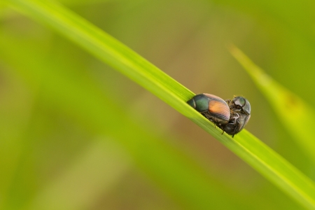 Two bug in love scene action.の写真素材