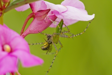 Become the food of bees, spiders.の写真素材