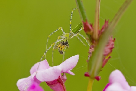 Become the food of bees, spiders.の写真素材