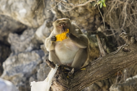 Monkey on Thailand favorite beach.の写真素材