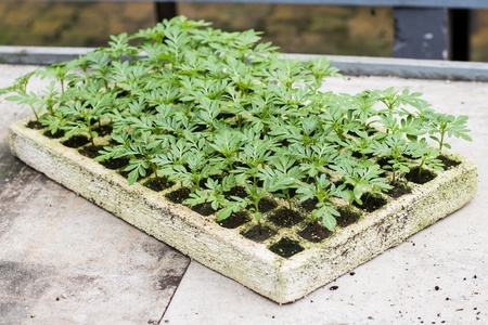 Seedling nursery in the Tray の写真素材