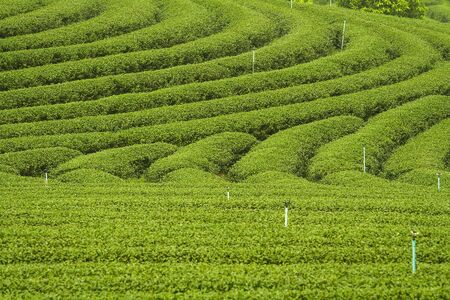 Curve and texture of tea plantationの写真素材