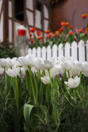 White tulip growing beside home の写真素材